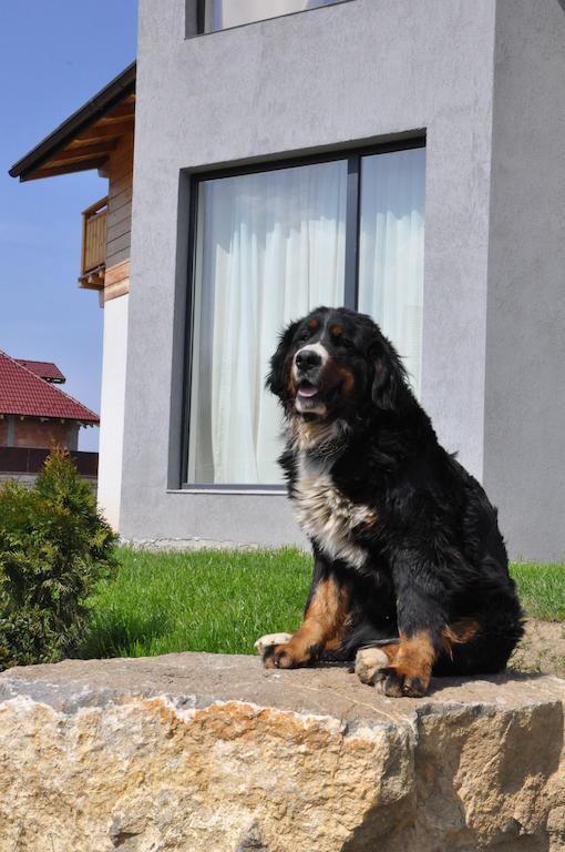 Villa Swiss Săcele Екстериор снимка